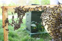 Bienen ketten beim Wabenbau